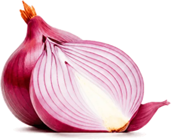 onion epidermis slide