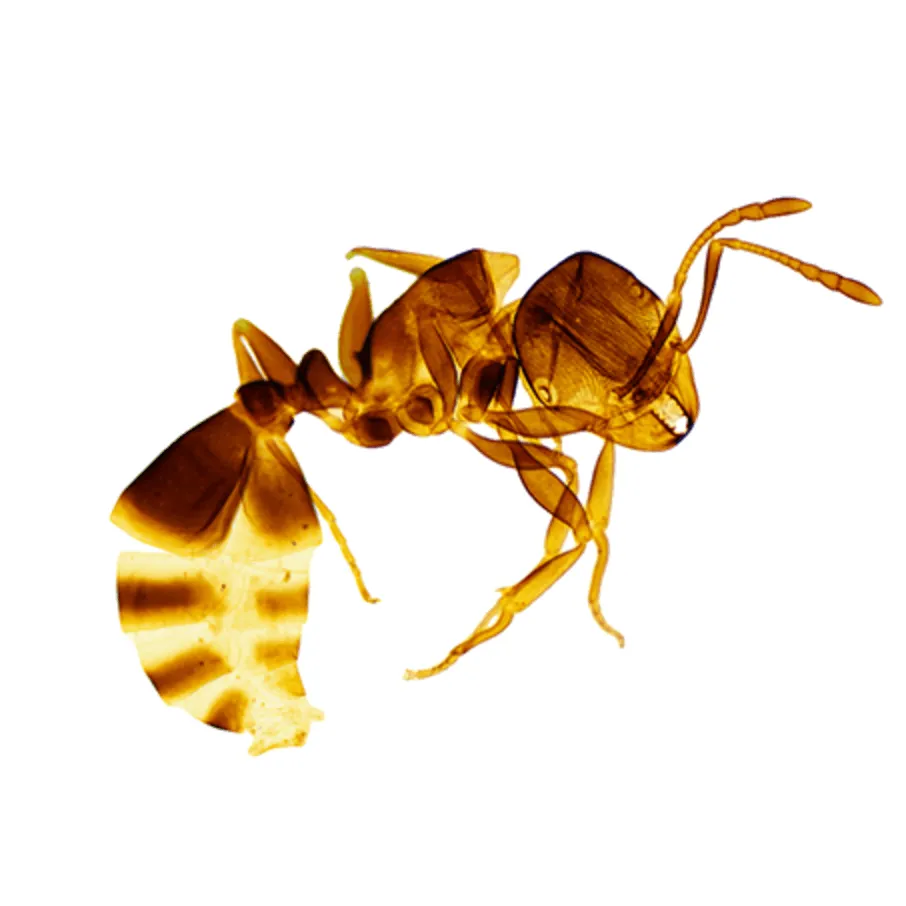 ant specimen slide