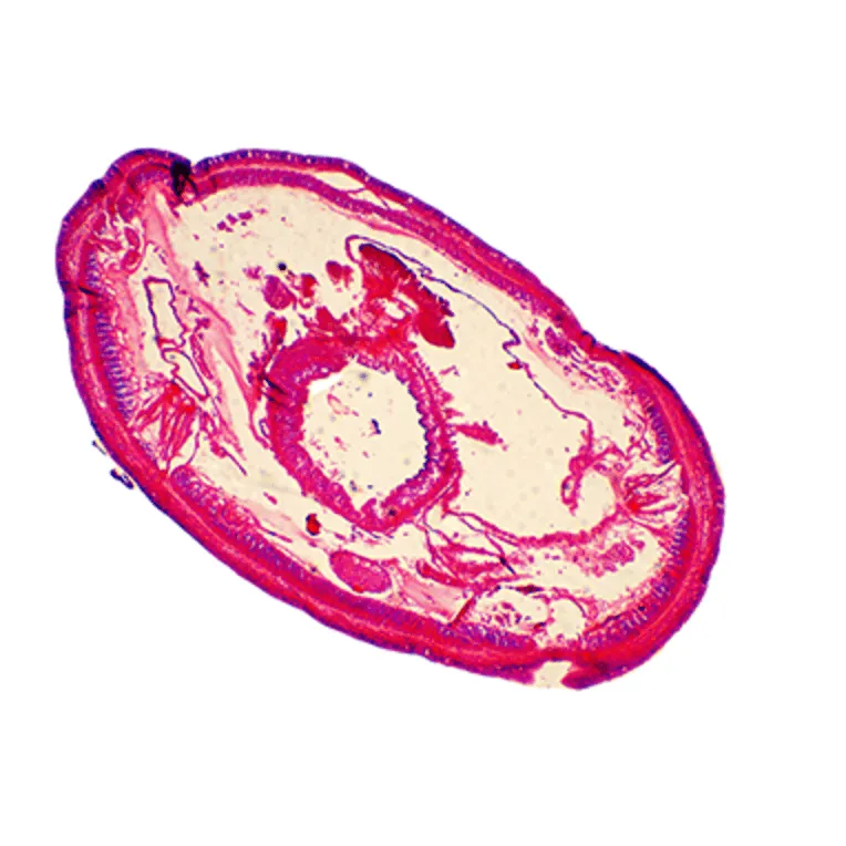 earthworm cross section slide