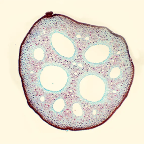 Lotus Rhizome thumbnail