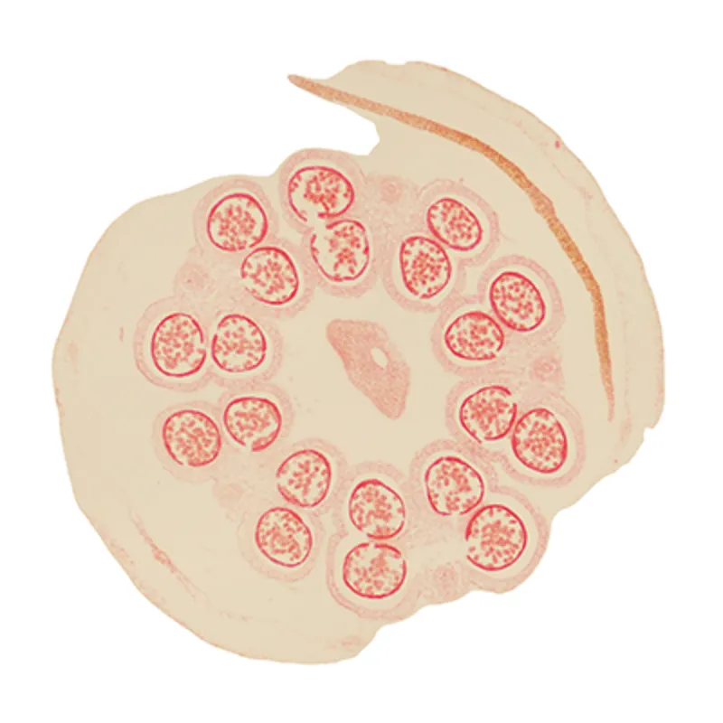 Broad Bean Anther thumbnail