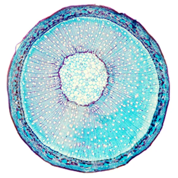 Willow Stem thumbnail