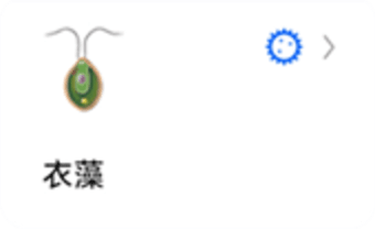 辣椒标本图1