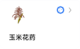 辣椒标本图2